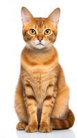 Javanese cat sitting on white background AI Generative photo