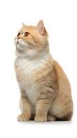 Munchkin cat sitting on white background AI Generative photo