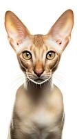 a sphynx Oriental Shorthair cat is looking at the camera AI Generative photo