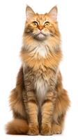 LaPerm cat sitting on white background AI Generative photo