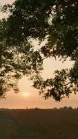 homme en marchant par le herbe à le coucher du soleil video