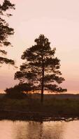 uma solitário árvore é em pé de a água às pôr do sol video