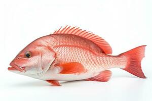 soltero del Norte rojo pargo pescado en un blanco antecedentes ai generado foto