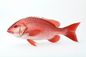 soltero del Norte rojo pargo pescado en un blanco antecedentes ai generado foto