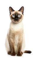 Siamese cat sitting on white background AI Generative photo