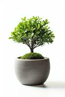 a bonsai tree in a pot on a white background AI Generated photo