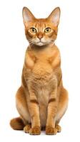 Javanese cat sitting on white background photo