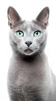 a gray russian Blue cat with blue eyes is looking at the camera AI Generative photo