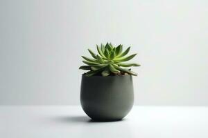 succulent Plant with pot isolated on white background AI Generated photo