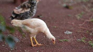 chicken farm animal video