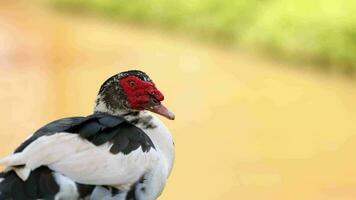 Muscovy Duck Animal video