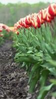 ein Reihe von rot Tulpen im das Mitte von ein Feld video