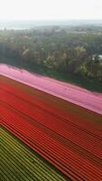 Aerial view over a field of tulips video