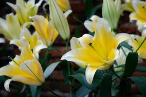 Beautiful yellow and white lily flower in garden, flower background photo