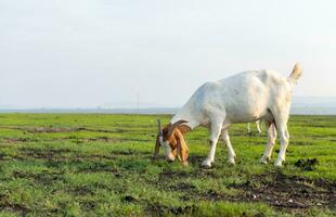 Goats are eating grass in the evening. photo