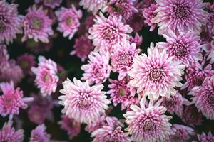 Beautiful pink chrysanthemum background, Top view and flower photo