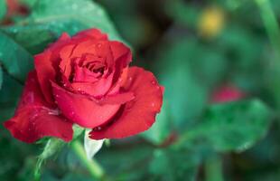 rojo rosas en negro antecedentes. parte superior ver y Copiar espacio flor y amor foto