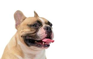 SIde view of cute French bulldog isolated on white background. pet and animal photo