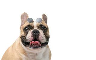 Cute French bulldog wear sun glasses isolated on white background. pet and animal photo