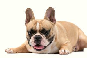 cute French bulldog sit on white background. photo