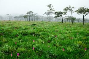 Siam Tulip pink flower blooming in forest mountain at Sai Thong National Park photo