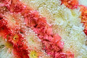 chrysanthemum flower and Carnation flower on backdrop photo