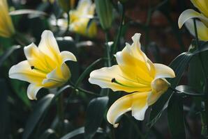 Beautiful yellow and white lily flower in garden, flower background photo