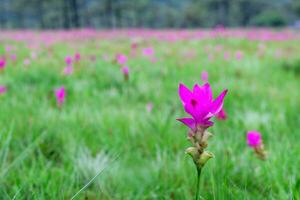 Siam Tulip pink flower blooming in forest mountain at Sai Thong National Park photo