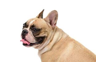 SIde view of cute French bulldog isolated on white background. pet and animal photo