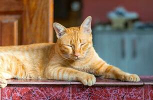 Orange cat, sleepy with exhaustion and sitting asleep. photo