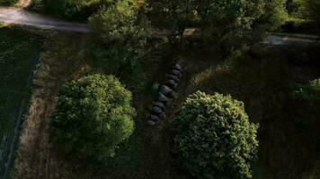 aéreo ver de un granja la carretera con arboles y un suciedad la carretera video