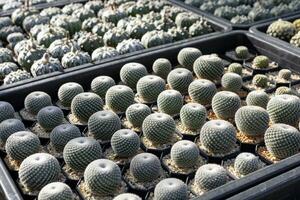 Shelve display of Mammillaria cactus from top view in green house for dry loving and drought tolerant plant garden photo