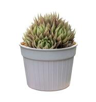 Haworthia retusa or star cactus isolated on the white pot for cactus and succulent houseplant garden photo