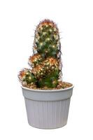 Miniature cactus houseplant in pot isolated on white background for the small garden and drought tolerant plant photo