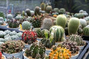 Shelve display of cactus and succulent in green house for dry loving plant garden photo