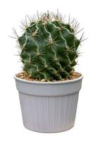 Stenocactus multicostatus miniature brain cactus houseplant in pot isolated on white background for small garden and drought tolerant plant usage photo