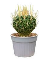 Stenocactus multicostatus miniature cactus houseplant in pot isolated on white background for small garden and drought tolerant plant photo