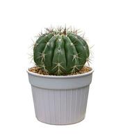 Miniature cactus houseplant in pot isolated on white background for the small garden and drought tolerant plant photo