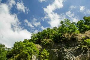 Green tree top over blue sky and clouds background in summer photo