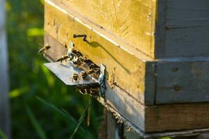 The sun shine at the entrance of an old beehive, close up. Bees ready to start pollinating plants photo