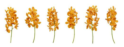 Set of cut out orange mokara orchids stem isolated on white background on summer season photo