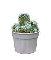 Miniature cactus houseplant in pot isolated on white background for the small garden and drought tolerant plant photo