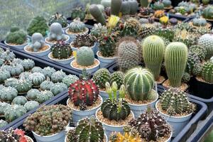 Shelve display of cactus and succulent in green house for dry loving and drought tolerant plant garden concept photo