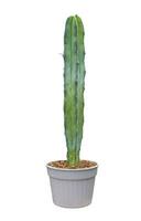 Miniature blue columnar Pilosocereus pachycladus tall cactus houseplant in pot isolated on white background for the small garden and drought tolerant plant photo