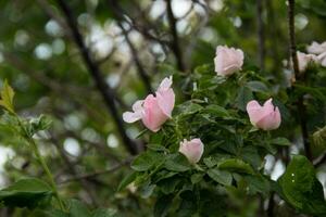 flor de rosa silvestre blanca también conocida como rosa acicularis foto