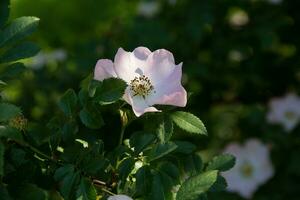 flor de rosa silvestre blanca también conocida como rosa acicularis foto