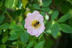 Bee on a flower of wild rose photo