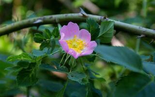 flor de rosa silvestre blanca también conocida como rosa acicularis foto