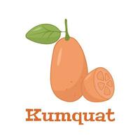 Flat vector of Kumquat fruit isolated on white background.
