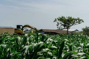 An operating excavator in the corn field. Corn cob machinery processing. photo